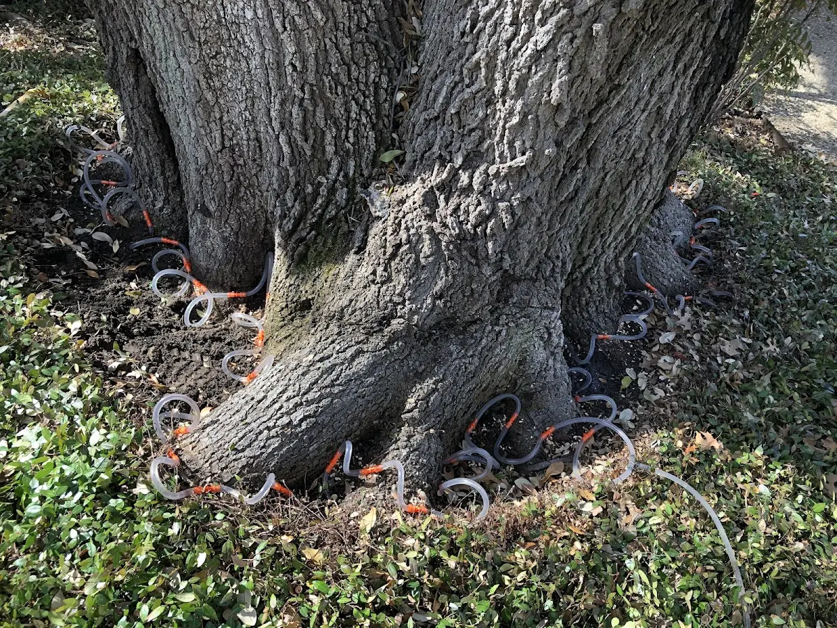 Detailed Shrub and Hedge Trimming job site in Deville