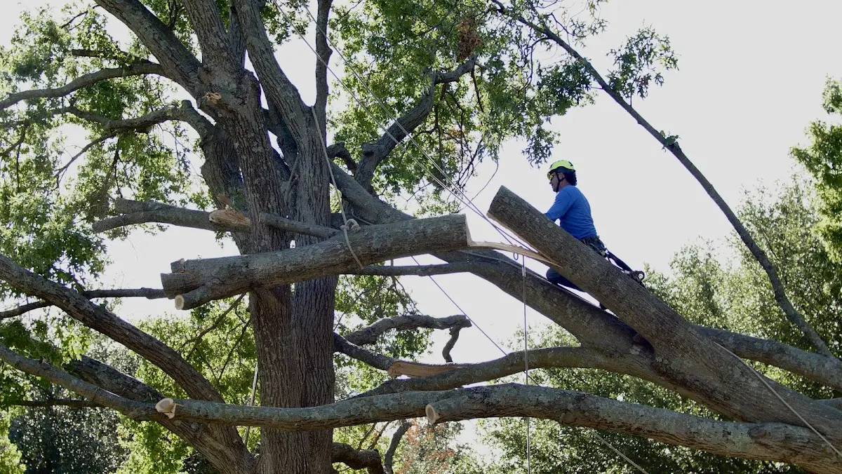 Professional Hazardous Tree Removal performed by certified arborists in Deville