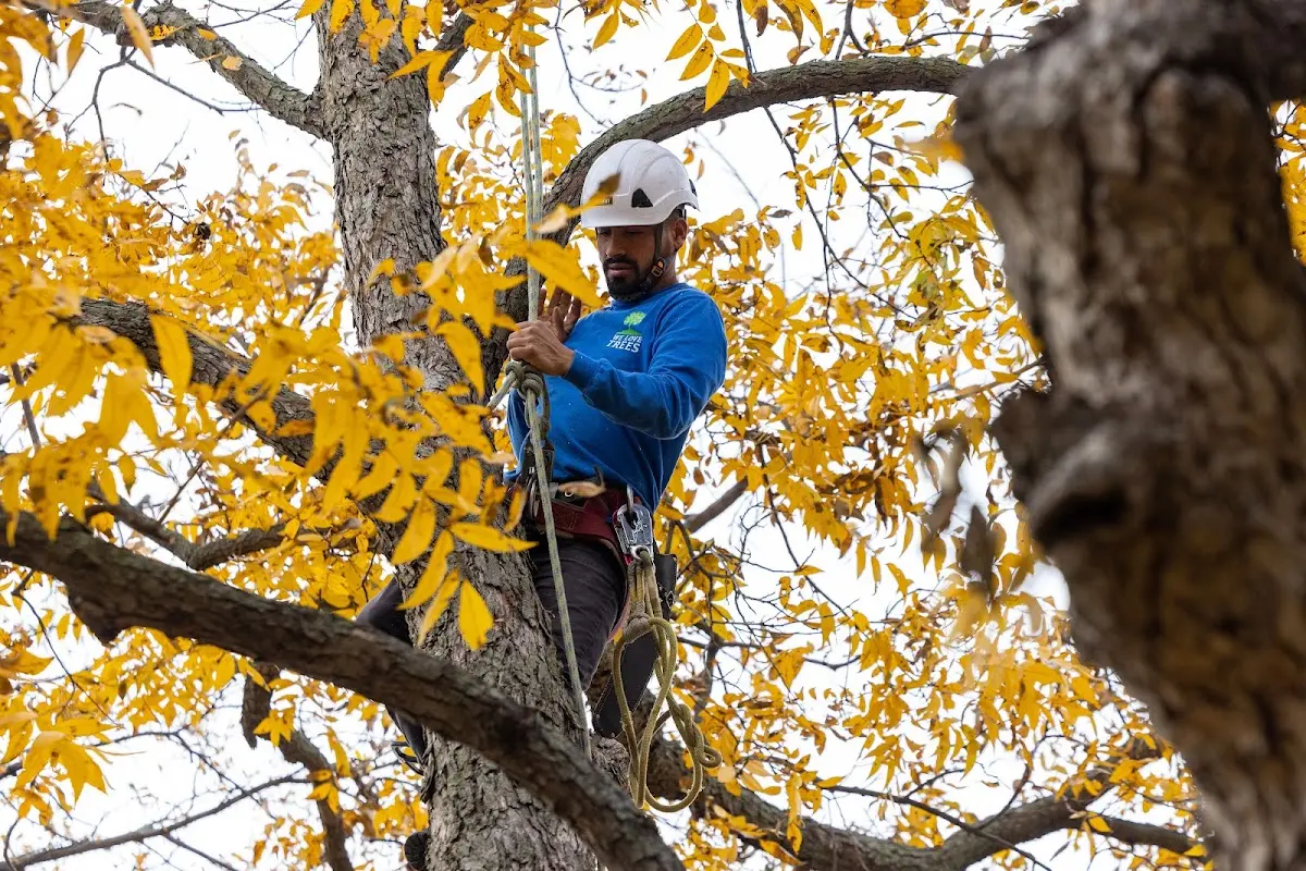 Skilled Tree Planing crew working in Deville